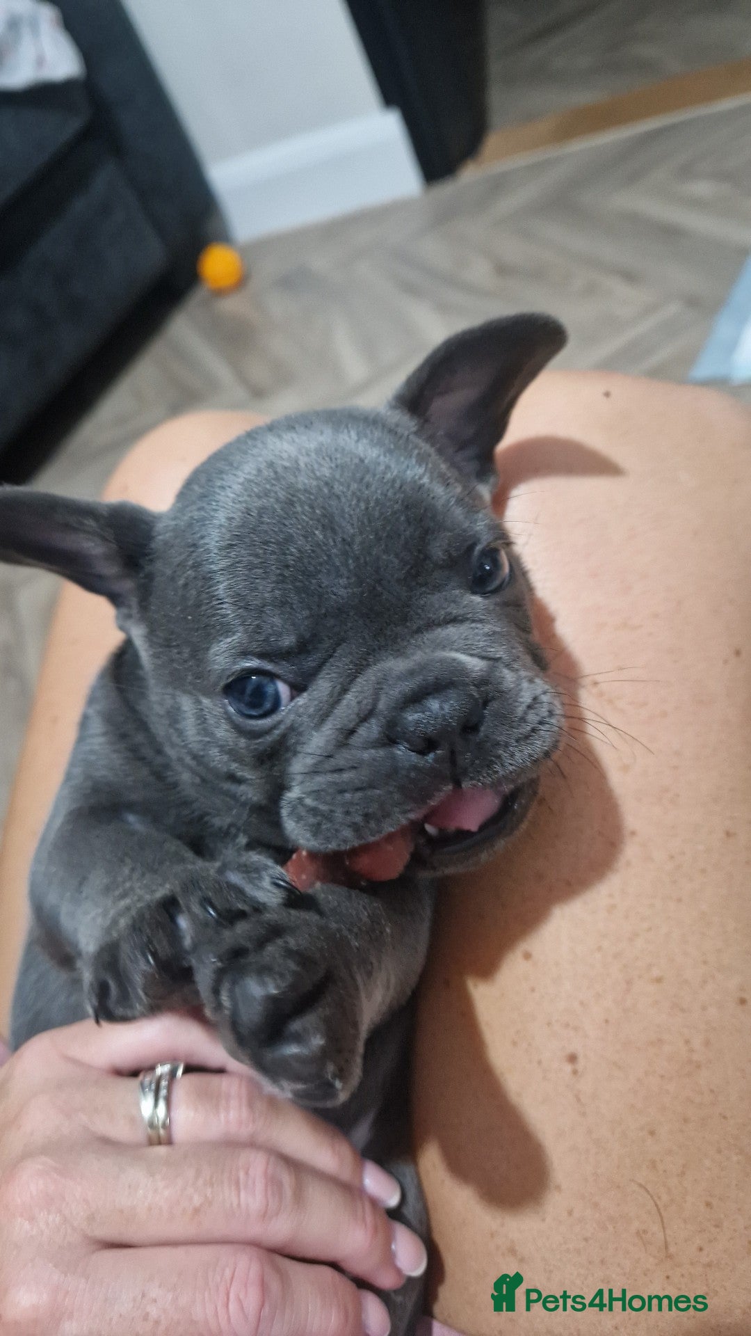 French Bulldog dogs for sale: Blue male French bulldog  - Image 5