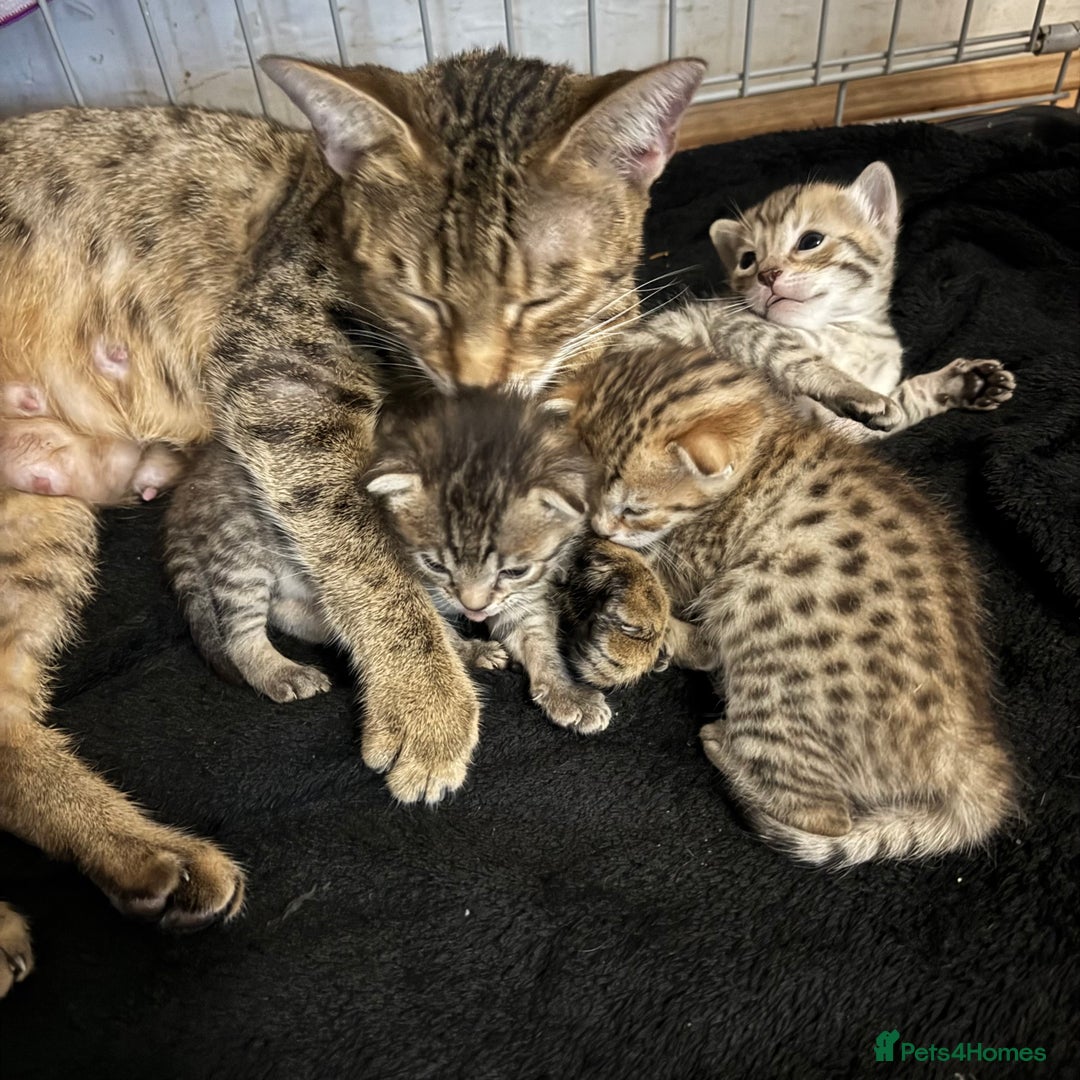Savannah cats for sale: Stunning Savannah Kittens - Image 2
