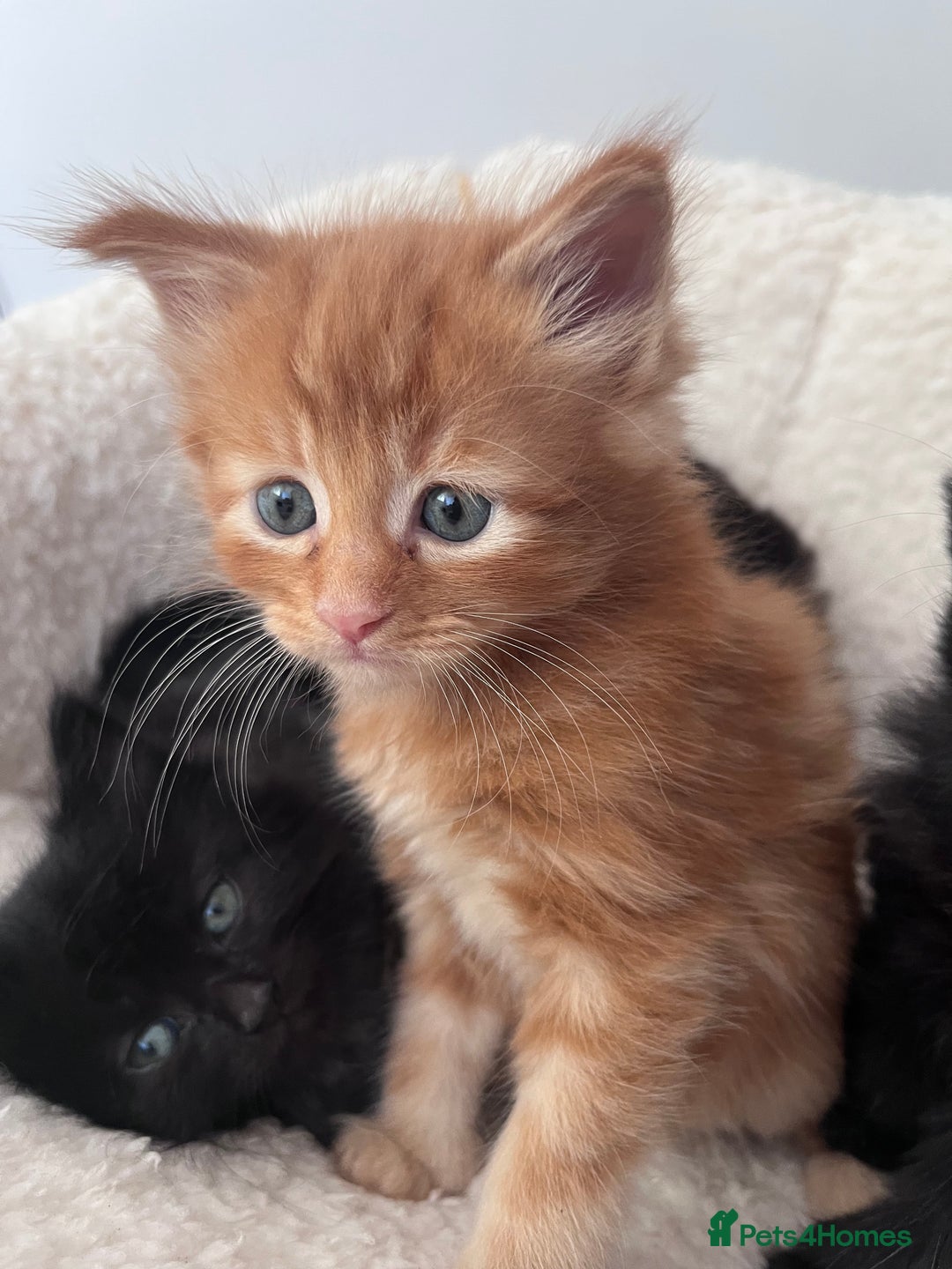 Domestic Shorthair cats for sale: kittens - Image 16