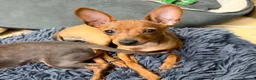Russian Toy Terrier dogs for sale: KC Russian Toy Terrier - Advert 6