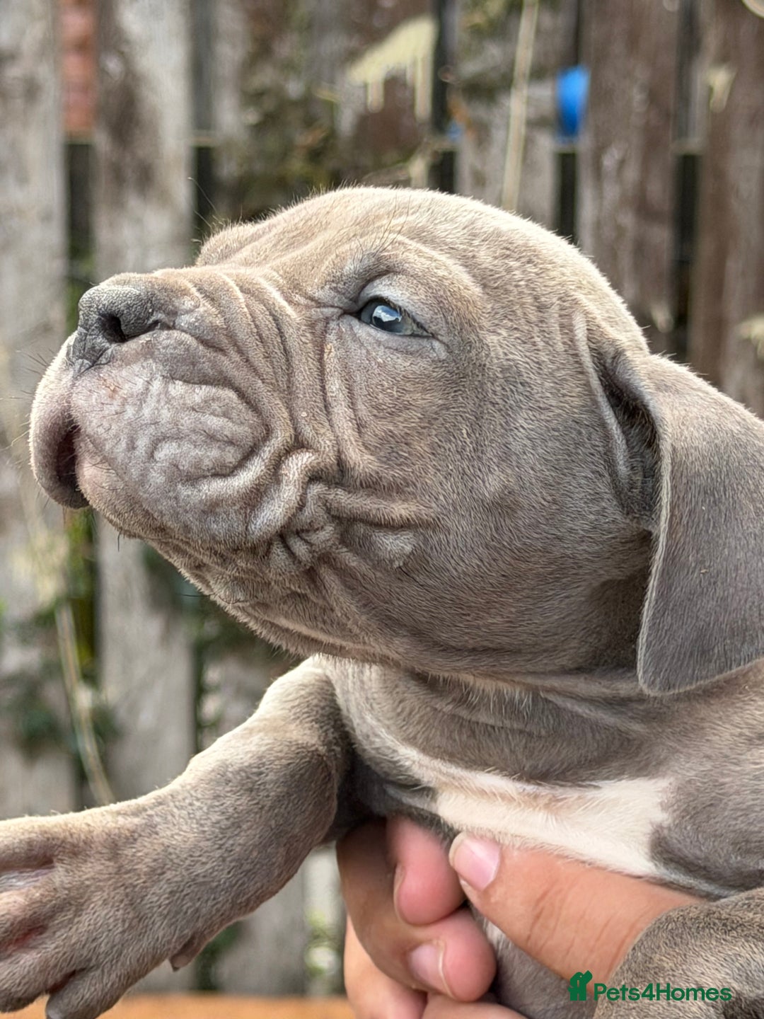Mixed Breed dogs for sale: Old English cross, cane corsa  - Image 5