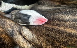 Mixed Breed dogs for sale: Pups for sale  - Image 22