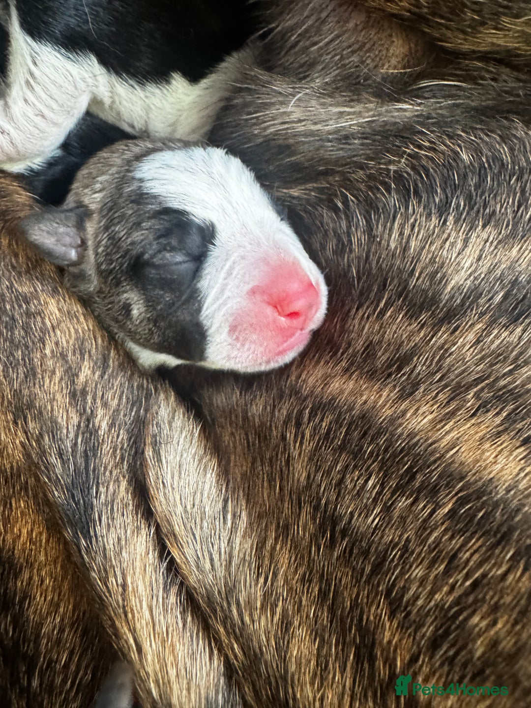 Mixed Breed dogs for sale: Pups for sale  - Image 22