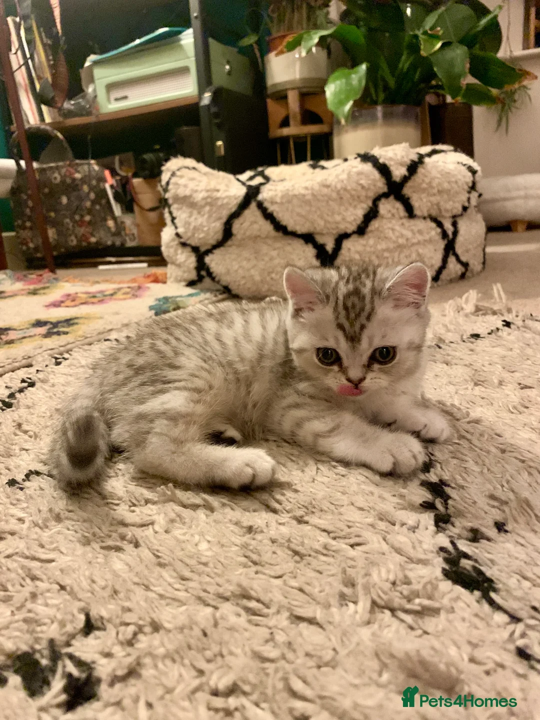 British Shorthair cats for sale: British short hair kittens  - Advert 2