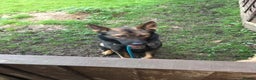 German Shepherd dogs for sale: German Shepherd Boy. - Advert 4