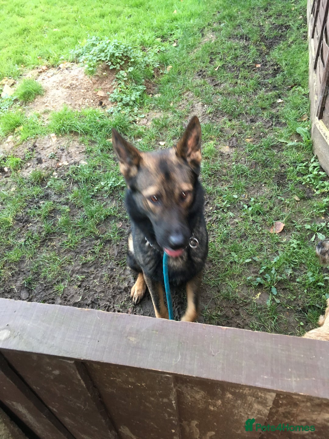 German Shepherd dogs for sale: German Shepherd Boy. - Advert 4