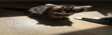Mixed Breed Kitten 4