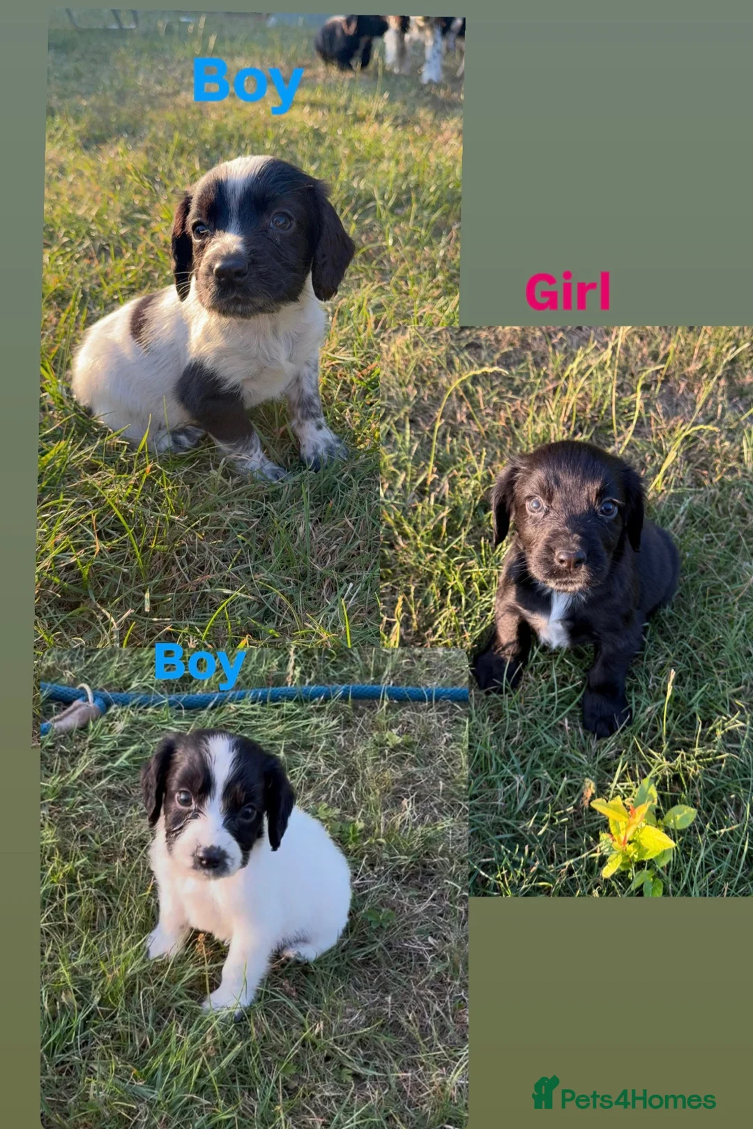 Cocker Spaniel dogs for sale: Working cocker spaniel puppies - Advert 1