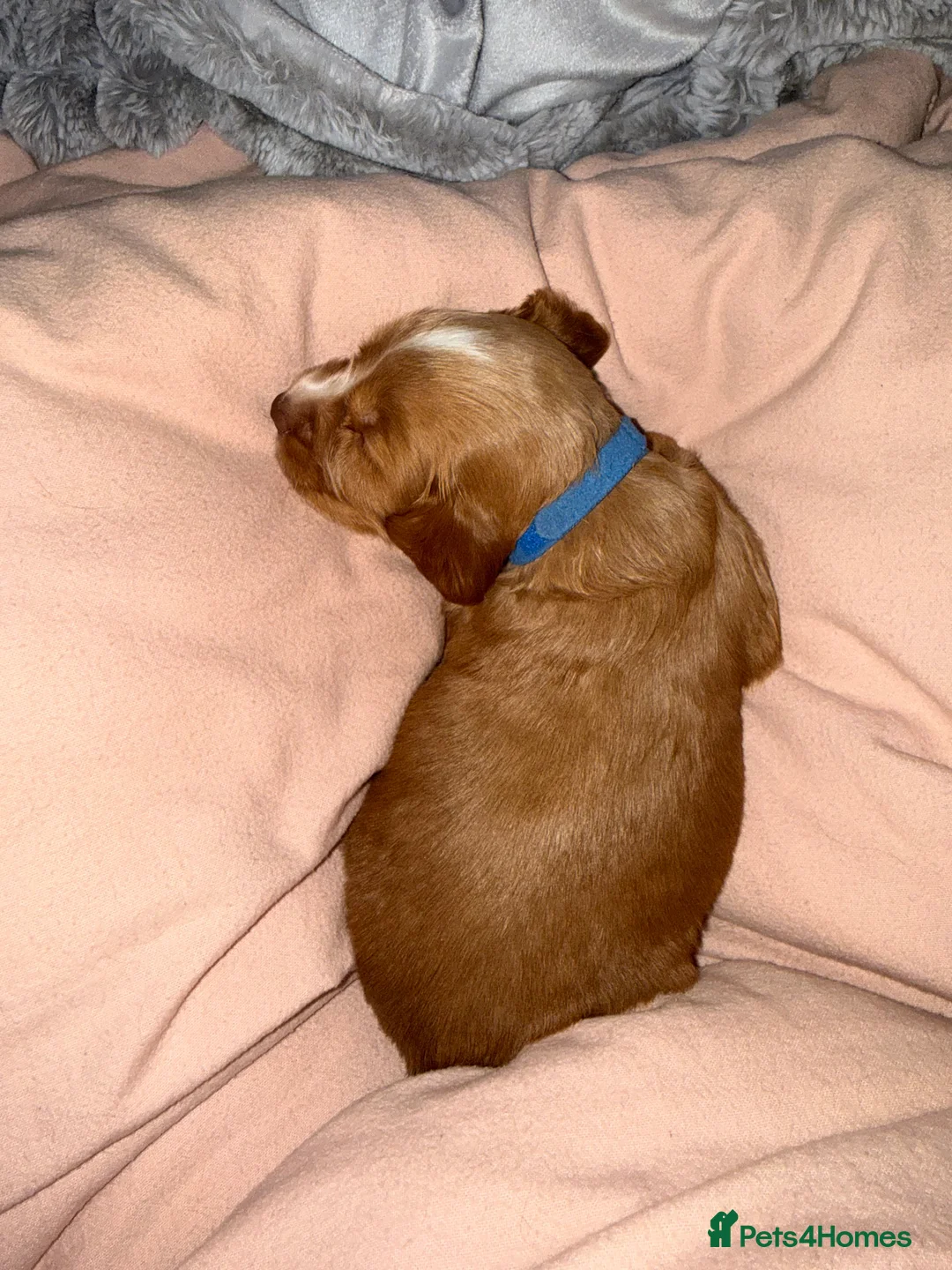 Sprocker dogs for sale: Sprocker Pups - Advert 27