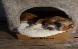 Mixed Breed dogs for sale: 2  Beautiful dogs - Image 8