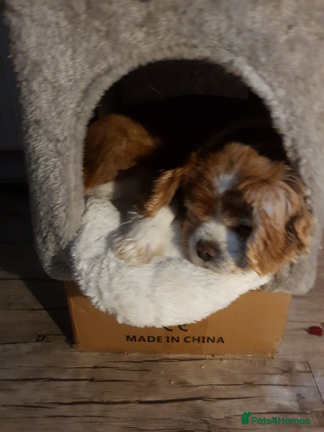 Mixed Breed dogs for sale: 2  Beautiful dogs - Image 8