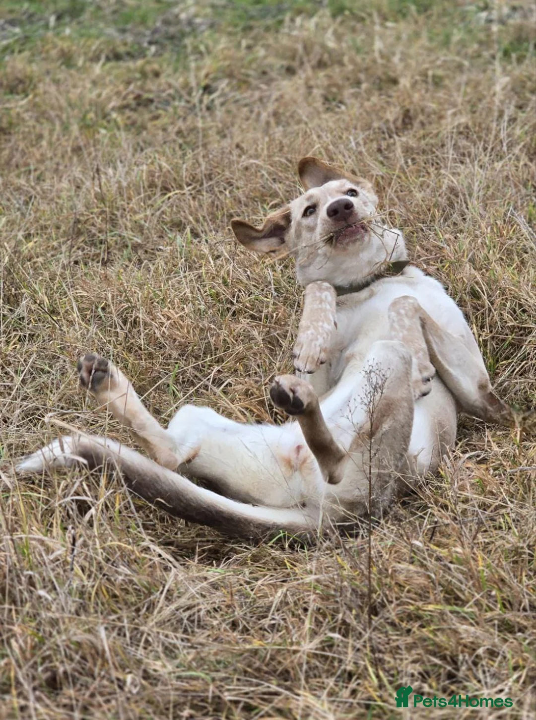 Mixed Breed dogs for adoption: URGENT: ❤️Jena❤️- amazing a 1 year old girl - Advert 8