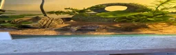 Turtle reptiles for sale: Full Turtle set up with turtle and fish included   - Advert 5