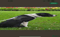 Border Collie dogs for sale: Border Collie Puppy - Image 3