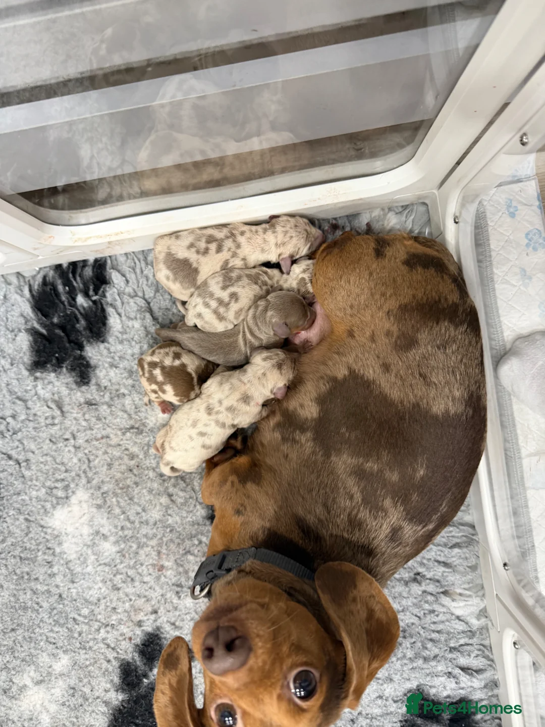 Miniature Dachshund dogs for sale: 2 Miniature Dachshunds Boys  - Advert 1