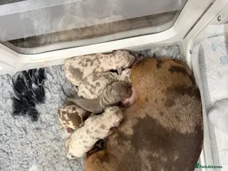 Miniature Dachshund dogs 2 Miniature Dachshunds Boys - Advert 14