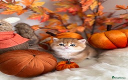 British Shorthair cats for sale: Golden British Shorthair  - Image 25