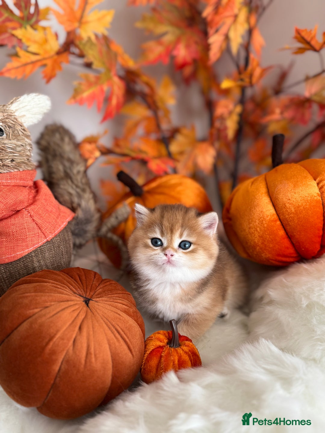 British Shorthair cats for sale: Golden British Shorthair  - Image 25