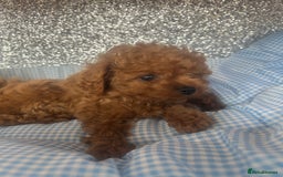 Cavapoo dogs for sale: F1 b cavapoo puppies 🐶  - Image 12