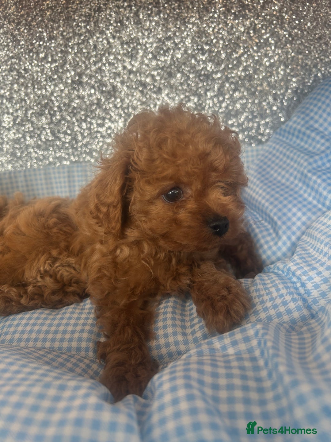 Cavapoo dogs for sale: F1 b cavapoo puppies 🐶  - Image 12