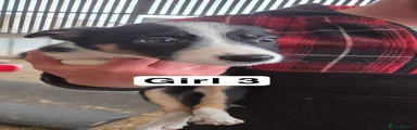 Border Collie 5