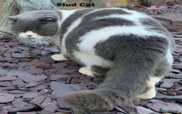British Shorthair cats for sale: GCCF British Shorthair Kittens Champion Bloodlines - Image 20