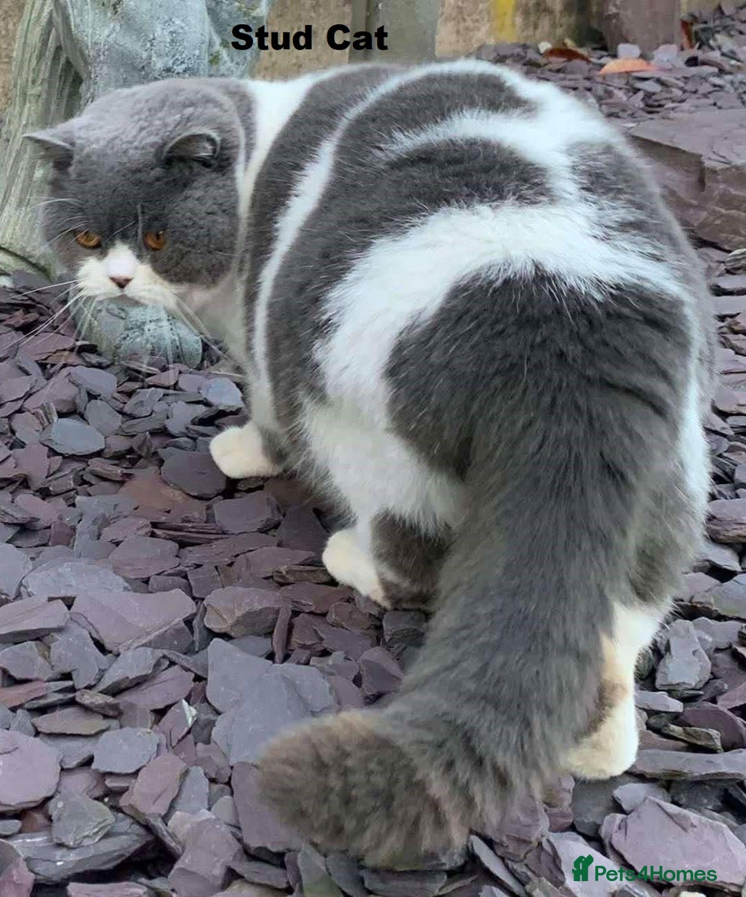 British Shorthair cats for sale: GCCF British Shorthair Kittens Champion Bloodlines - Image 20