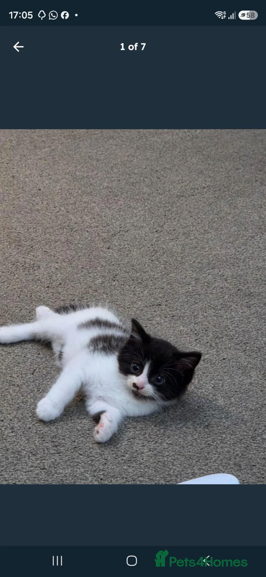 Mixed Breed cats for sale: 2 adorable females and 1 male kitten for sale - Advert 6