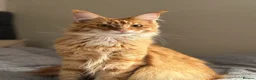 Maine Coon cats for sale: Active registered adult Mainecoon female  - Advert 2