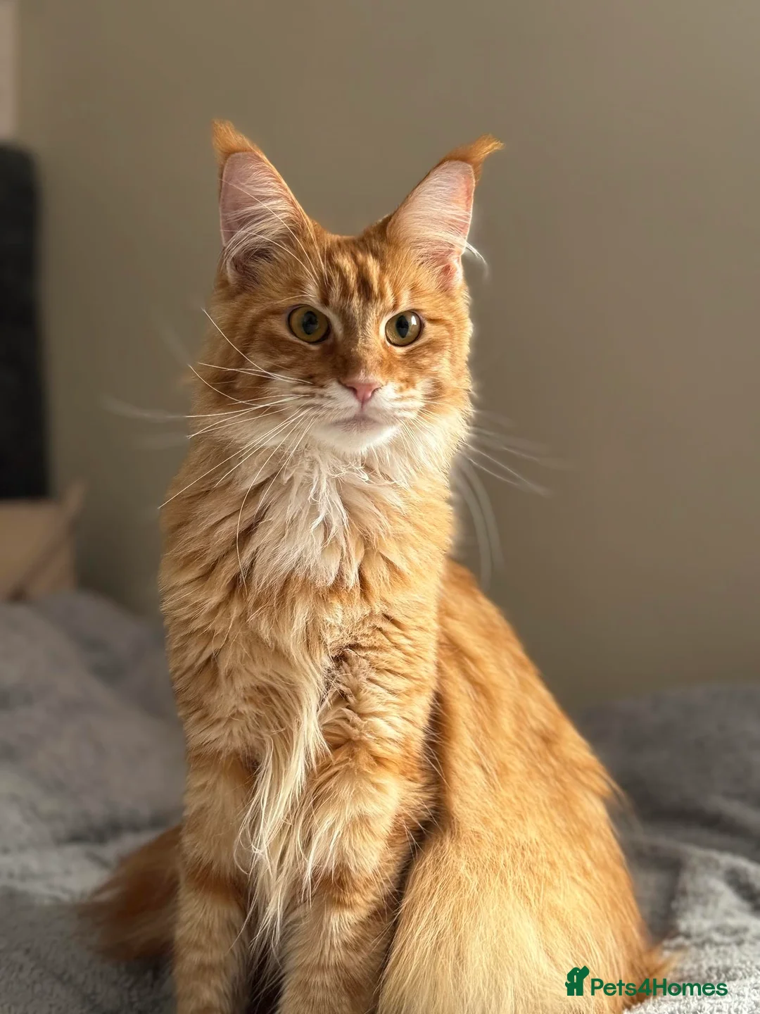 Maine Coon cats for sale: Active registered adult Mainecoon female  - Advert 2