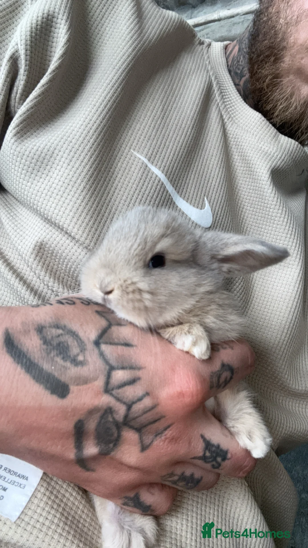 Mini Lop rabbits for sale: Mini lop - Advert 2