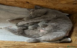 British Shorthair cats for sale: Adorable GCCF British Shorthair Kittens  - Image 11