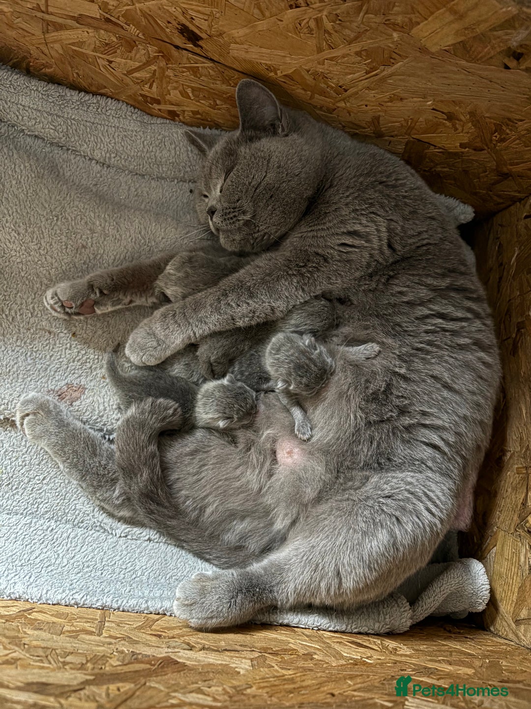 British Shorthair cats for sale: Adorable GCCF British Shorthair Kittens  - Image 11
