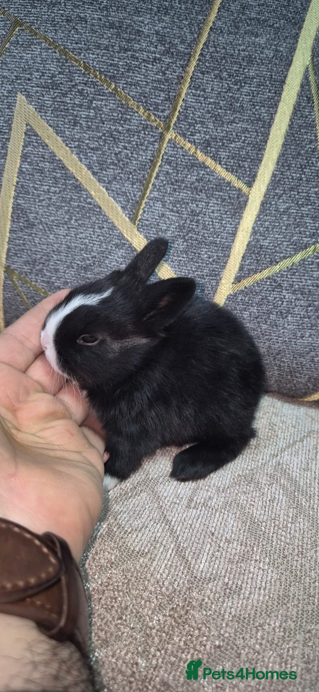 Mixed Breed rabbits for sale: 3 weeks old so cute 💕 - Advert 9