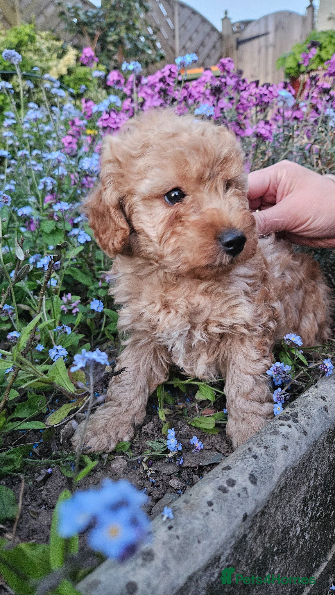 Cockapoo dogs Cockapoo puppies  - Advert 2