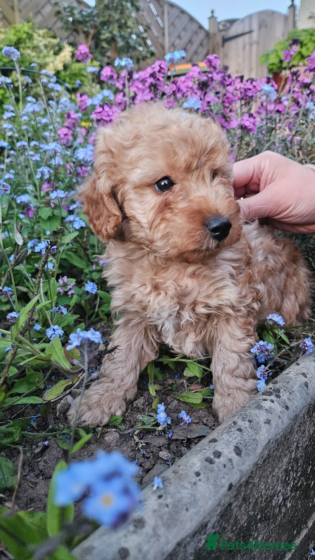 Cockapoo dogs for sale: Cockapoo puppies  in Newport - Advert 2