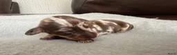 Dachshund dogs for sale: 5 Dachshund Puppies  - Advert 8