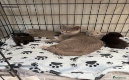 British Shorthair cats for sale: British blue shorthair  - Image 10