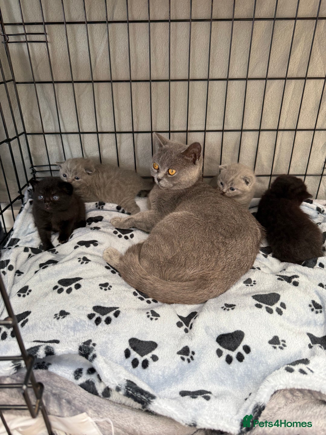 British Shorthair cats for sale: British blue shorthair  - Image 10