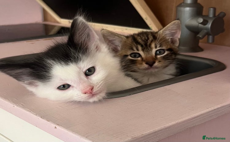 American Shorthair cats - Advert 1