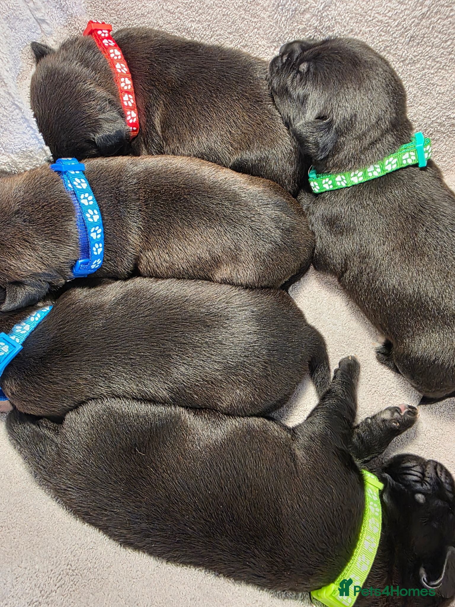 Mixed Breed dogs Gorgeous Staffador Puppies for Sale  - Advert 1