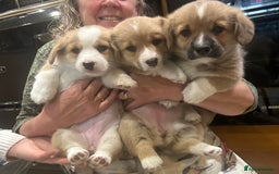 Welsh Corgi Pembroke dogs for sale: 🐾 Pedigree Pembroke Welsh Corgi Puppies 🐾 - Image 8