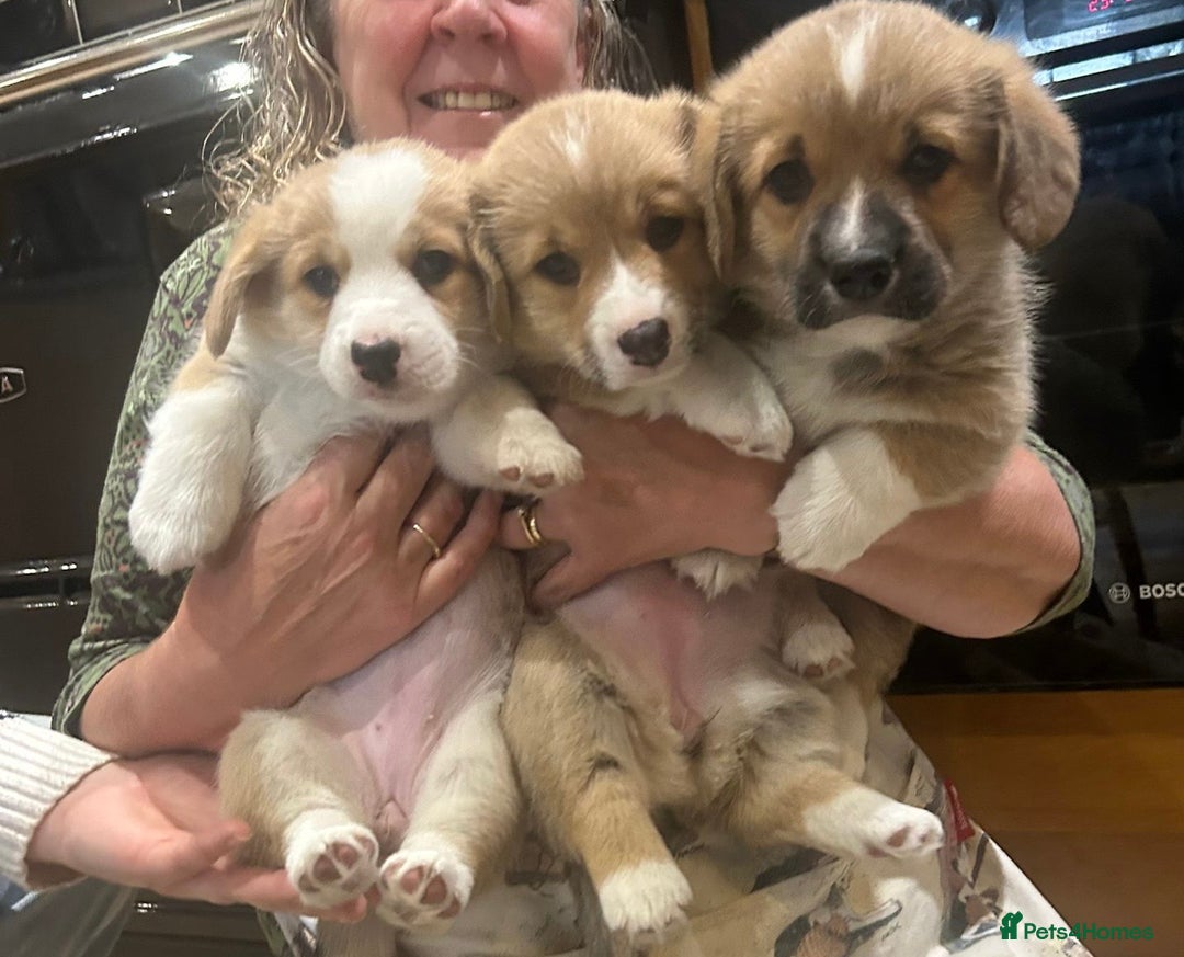 Welsh Corgi Pembroke dogs for sale: 🐾 Pedigree Pembroke Welsh Corgi Puppies 🐾 - Image 8
