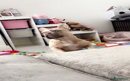 French Bulldog dogs for sale: Female French bulldog for sale  - Advert 3