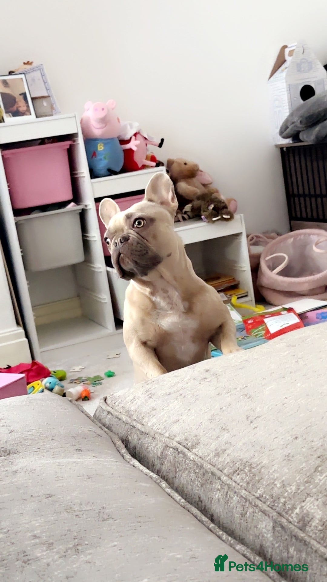 French Bulldog dogs for sale: Female French bulldog for sale  - Advert 3