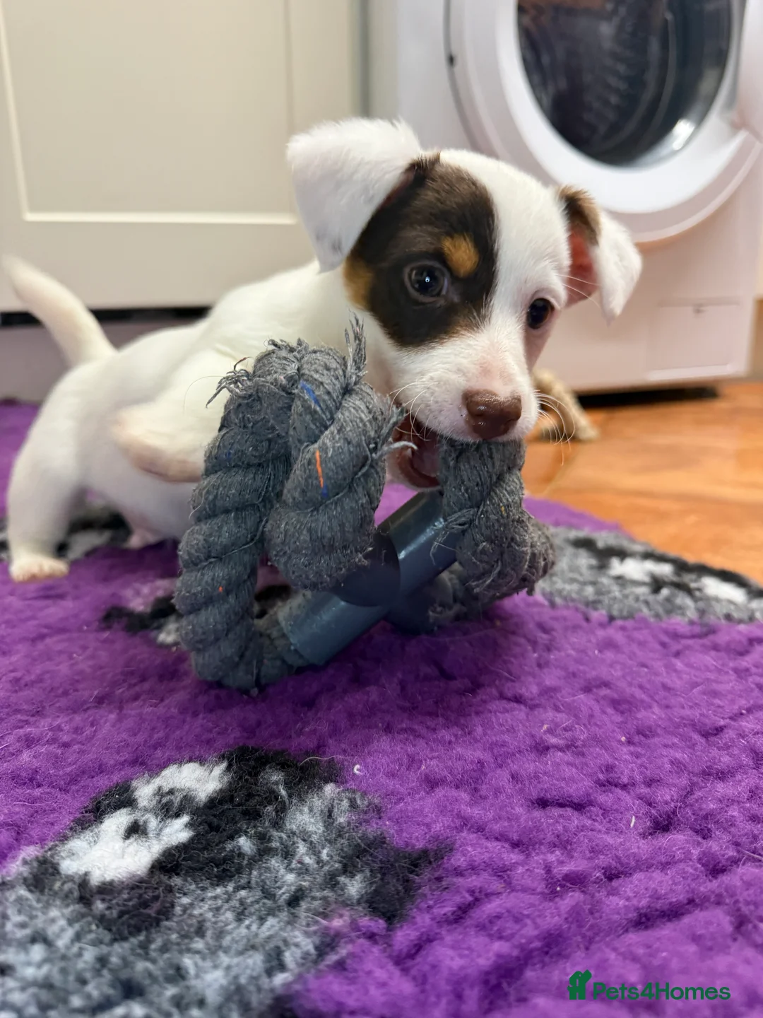 Jack Russell dogs for sale: Health Tested Jack Russell Boy - Advert 4