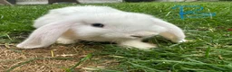 Mini Lop rabbits for sale: Mini Lop Rabbits For Sale  - Advert 24