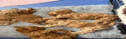Cockapoo dogs for stud: Stunning Fully Health Tested F2b Cockapoo Proven ! - Advert 17
