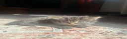 Maine Coon cats for sale: Half Main coon Long haired Tabby - Advert 5