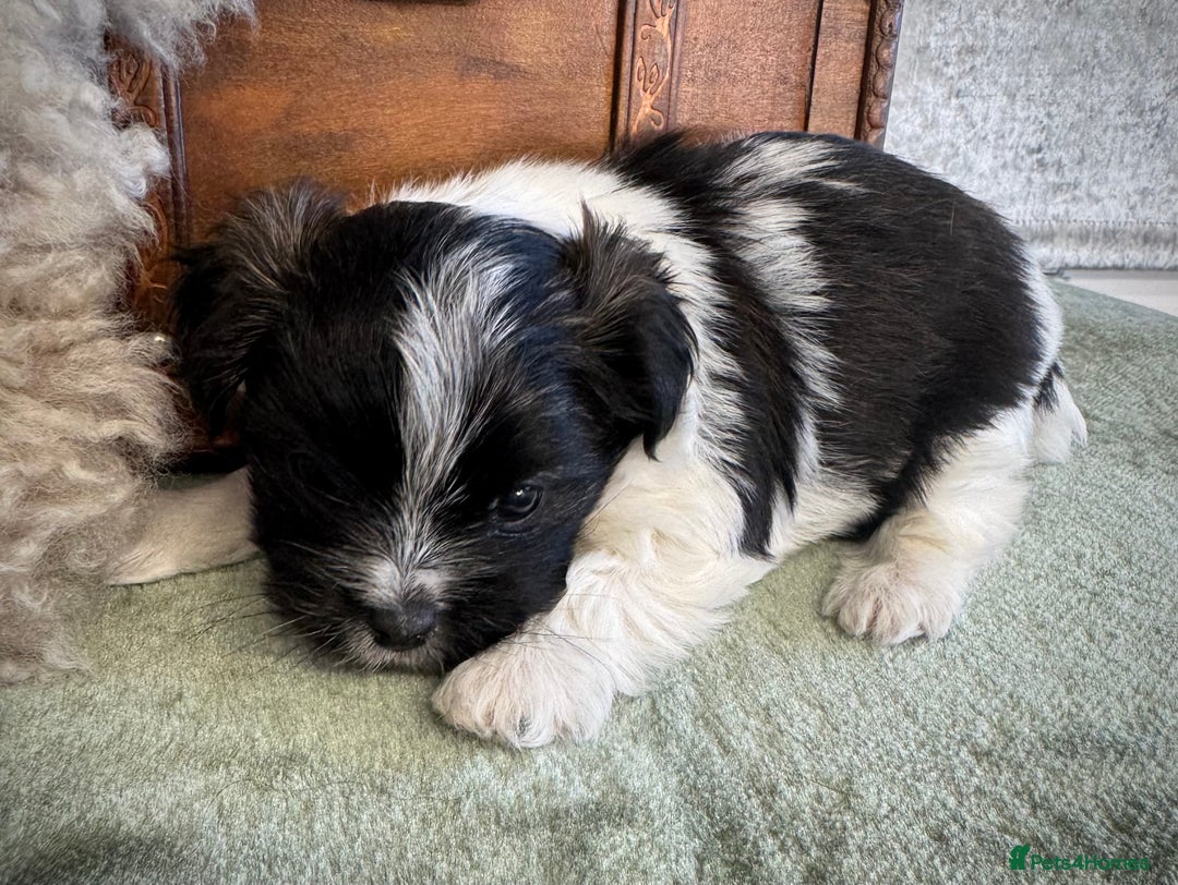 Maltese dogs for sale: Maltese x terrier - Advert 11